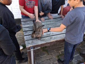 Visite de la ferme de la Hulotte